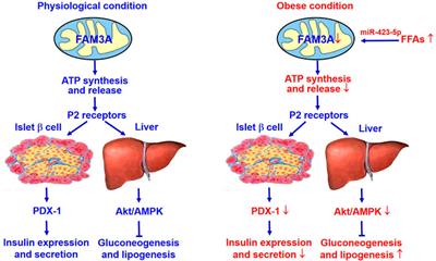 ATP Secretion and Metabolism in Regulating Pancreatic Beta Cell Functions and Hepatic Glycolipid Metabolism